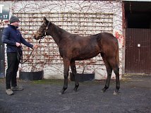 Lot no. 508 at Goffs November Foal Sale 2021