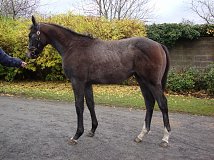 Lot no. 408 at Goffs November Foal Sale 2012