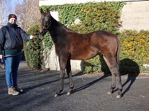 Lot no. 651 at Goffs November Foal Sale 2013