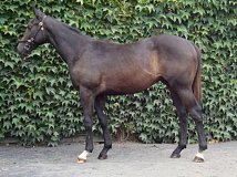 Lot no. 254 at Goffs Orby Yearling Sale 2018