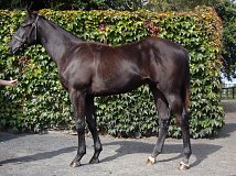 Lot no. 205 at Goffs Orby Yearling Sale 2019