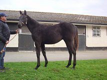 Lot no. 939 at Tattersalls Newmarket December Foal Sale 2020
