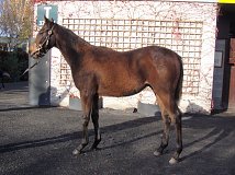 Lot no. 727 at Goffs November Foal Sale 2022
