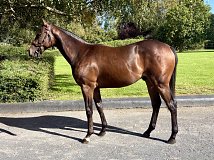 Lot no. 447 at Goffs Orby Yearling Sale 2026 Book 1