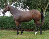 Lot no. 473 at Tattersalls Fairyhouse Yearling Sale 2021 in Newmarket
