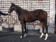 Lot no. 732 at Goffs November Foal Sale 2022