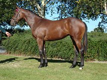 Lot no. 524 at Tattersalls Ireland September Yearling Sale 2024