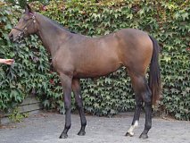 Lot no. 262 at Goffs Orby Yearling Sale 2018