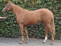 Lot no. 264 at Goffs Orby Yearling Sale 2018