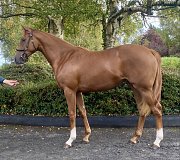 Lot no. 743 at Tattersalls Newmarket Yearling Sale 2025 Book 2