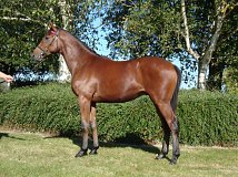 Lot no. 199 at Goffs Orby Yearling Sale 2024 Book 1