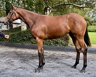 Lot no. 111 at Goffs Orby Yearling Sale 2025 Book 1