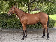Lot no. 468 at Goffs Orby Yearling Sale 2026 Book 1