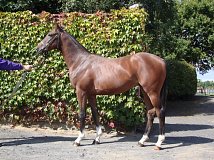 Lot no. 257 at Tattersalls Fairyhouse Yearling Sale 2014