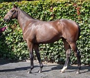 Lot no. 235 at Tattersalls Fairyhouse Yearling Sale 2019