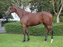 Lot no. 761 at Tattersalls Newmarket Yearling Sale 2020 Book 2