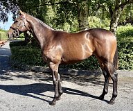 Lot no. 361 at Tattersalls Ireland September Yearling Sale 2026 Part 1