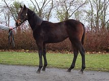 Lot no. 672 at Goffs November Foal Sale 2012