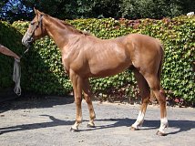 Lot no. 286 at Tattersalls Newmarket Yearling Sale 2014