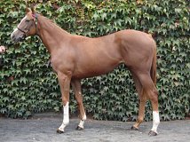 Lot no. 289 at Goffs Orby Yearling Sale 2018