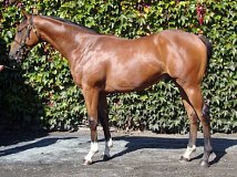Lot no. 956 at Tattersalls Newmarket Yearling Sale 2019 Part 2