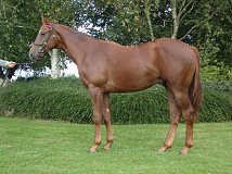Lot no. 988 at Goffs Sportsmans Yearling Sale 2022