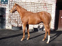 Lot no. 748 at Goffs November Foal Sale 2022