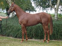 Lot no. 739 at Goffs Orby Yearling Sale 2024 Book 2