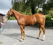 Lot no. 433 at Tattersalls Fairyhouse Yearling Sale 2025 Part 1