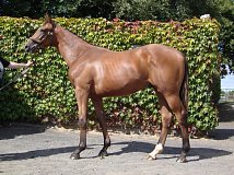 Lot no. 236 at Goffs Orby Yearling Sale 2014
