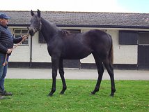 Lot no. 937 at Tattersalls Newmarket December Foal Sale 2020