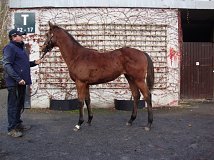Lot no. 268 at Goffs November Foal Sale 2021