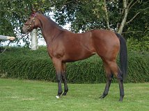 Lot no. 458 at Goffs Orby Yearling Sale 2022