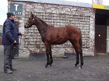 Lot no. 159 at Goffs November Foal Sale 2023