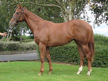 Lot no. 155 at Goffs Orby Yearling Sale 2020 in Doncaster