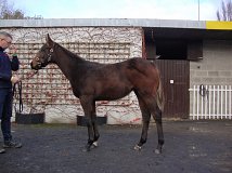 Lot no. 269 at Goffs November Foal Sale 2021