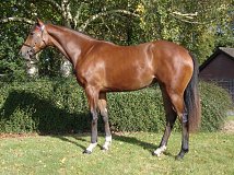 Lot no. 741 at Tattersalls Newmarket Yearling Sale 2024 Book 2