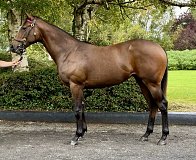 Lot no. 136 at Goffs Orby Yearling Sale 2025 Book 1