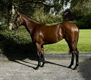 Lot no. 478 at Tattersalls Newmarket Yearling Sale 2026 Part 2