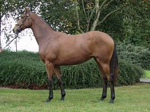Lot no. 27 at Goffs Orby Yearling Sale 2021
