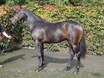 Lot no. 1281 at Tattersalls Newmarket Yearling Sale 2022 Book 2