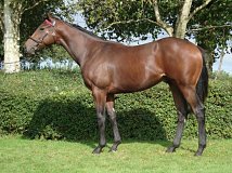 Lot no. 366 at Goffs Orby Yearling Sale 2023 Book 1