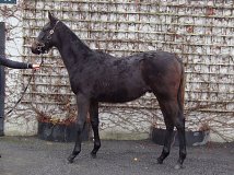 Lot no. 625 at Goffs November Foal Sale 2024