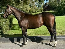Lot no. 4 at Goffs Orby Yearling Sale 2026 Book 1