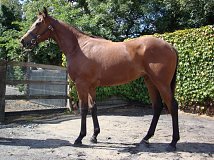Lot no. 279 at Tattersalls Fairyhouse Yearling Sale 2014