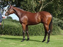 Lot no. 467 at Goffs Orby Yearling Sale 2022