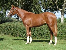 Lot no. 369 at Goffs Orby Yearling Sale 2023 Book 1