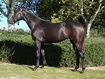 Lot no. 230 at Goffs Orby Yearling Sale 2024 Book 1