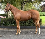 Lot no. 601 at Goffs Orby Yearling Sale 2025 Book 2