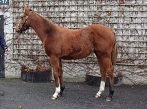 Lot no. 100 at Goffs November Foal Sale 2024